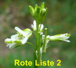 Gewhnlicher Ackerkohl (Conringia  orientalis) kl.