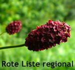 Groer Wiesenknopf kl.