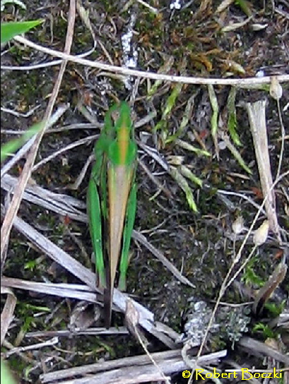 Grne Strandschrecke Aiolopus thalassinus _1a_Viernheimer__Heide_1R