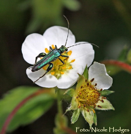 Grüner Scheinbockkäfer Oedemera nobilis Käfer Männchenr-grün-länglich-10.05_N Grüner Scheinbockkäfer Oedemera nobilis Käfer Männchenr-grün-länglich-10.05_N