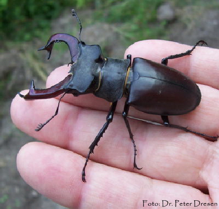 Hirschkfer Lucanus cervus  400