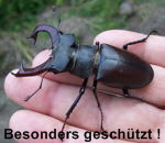 Hirschkfer Lucanus cervus  kl.