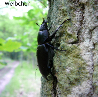 Hirschkfer Weibchen Mai 2010 Hemsbach Graben u. Kaefer 084