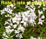 Hgel-Meier Asperula cynanchica kl.