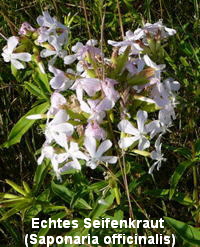 a_Juli_2010_Radtour_zu_Viernheimer_Glockenbuckel_053_200