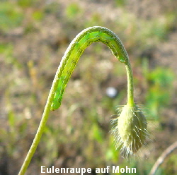 a_Juni_2010_NSG_Viernheimer_Glockenbuckel_030