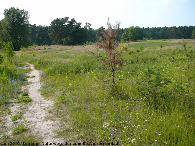 a_Juni_2010_Viernheimer_Heide_NSG_Glockenbuckel_101