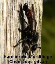 a_Karminrote_Mordfliege_Choerades_gilva_Mannchen_Sept_2010_Glockenbuckel_und_Falschparker_MA_041-200