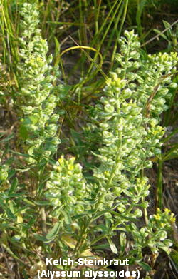 a_Kelch-Steinkraut_Juni_2010_Viernheimer_Heide_NSG_Glockenbuckel_006_250