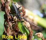 Kleiner Eichenbock od. Buchenspiebock kl.