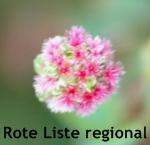 Kleiner Wiesenknopf (Sanguisorba minor) Pimpinelle kl.