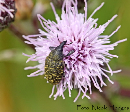 Kratzdistelrssler  Larinus cf turbinatus-BrachackerHttenfeldbeiKreisel-21.06.09-2-N