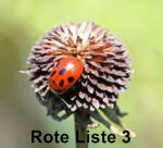 Kugelkpfige Lauch (Allium sphaerocephalon)-kl