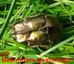 Kupfer-Rosenkfer Protaetia cuprea kl.