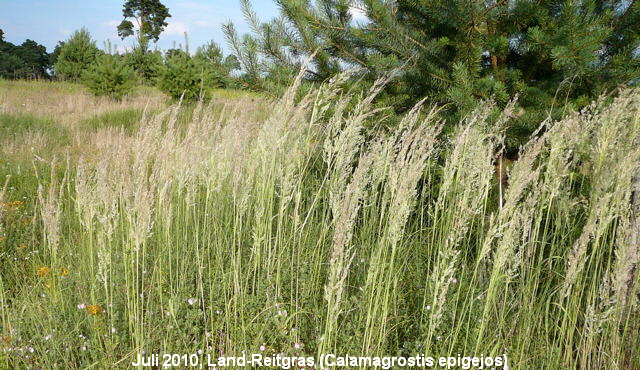 a_Land-Reitgras__Calamagrostis_epigejos_Juli_2010_Radtour_zu_Viernheimer_Glockenbuckel_093