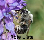 Langhornbiene Eucera longicornis-kl. Langhornbiene Eucera longicornis-kl.