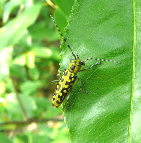 Leiterbock (Saperda scalaris) Mai 2011 Viernheimer Wald westlich A67 031 Leiterbock (Saperda scalaris) Mai 2011 Viernheimer Wald westlich A67 031