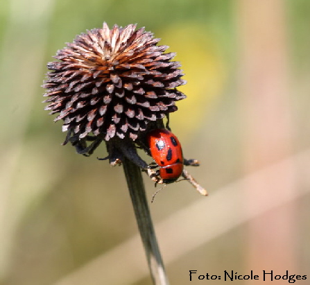Luzernkäfer Gonioctena fornicata-April09-Garten-1 Luzernkäfer Gonioctena fornicata-April09-Garten-1