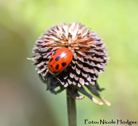 Luzernkäfer Gonioctena fornicata-April09-Garten-2_N Luzernkäfer Gonioctena fornicata-April09-Garten-2_N