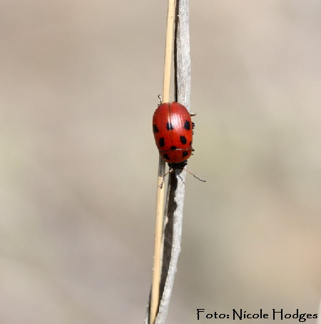 Luzernkäfer Gonioctena fornicata-Brachacker-HüttenfeldvorMülldeponie-1-N Luzernkäfer Gonioctena fornicata-Brachacker-HüttenfeldvorMülldeponie-1-N