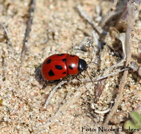 Luzernkäfer Gonioctena fornicata-Brachacker-HüttenfeldvorMülldeponie-2-N Luzernkäfer Gonioctena fornicata-Brachacker-HüttenfeldvorMülldeponie-2-N