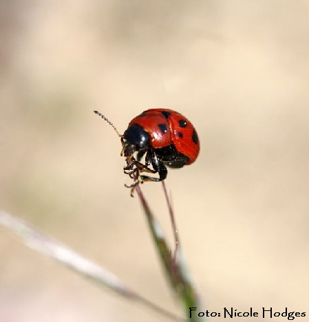 Luzernkäfer Gonioctena fornicata-Brachacker-HüttenfeldvorMülldeponie-3-N Luzernkäfer Gonioctena fornicata-Brachacker-HüttenfeldvorMülldeponie-3-N