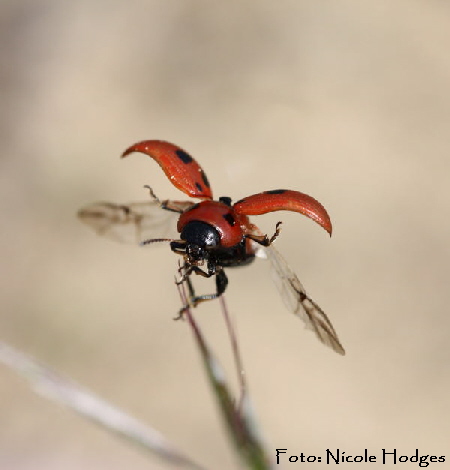 Luzernkäfer Gonioctena fornicata-Brachacker-HüttenfeldvorMülldeponie-Abflug-4-N Luzernkäfer Gonioctena fornicata-Brachacker-HüttenfeldvorMülldeponie-Abflug-4-N