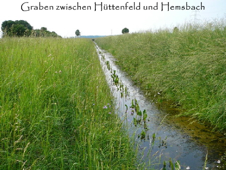 Mai 2010 Hemsbach Graben u. Kaefer 056