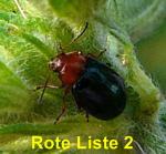 Malven-Erdfloh Podagrica fuscicornis kl.