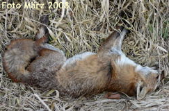 März 2008 Fuchs März 2008 Fuchs