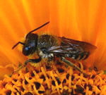 Mauerbiene Osmia bzw. Heriades spec. kl. Mauerbiene Osmia bzw. Heriades spec. kl.