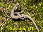 Mauereidechse kl.1