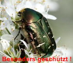 Metallischer Rosenkfer Potosia cuprea kl.