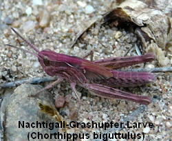 a_Nachtigall-Grashupfer_Chorthippus_biguttulus_Larve_Sept_2010_Huett_u