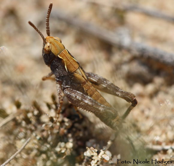 Nachtigall Grashpfer Chorthippus biguttulus-Gruppe-Larve -Mai09-Brachacker-vorMlldeponie-3-N