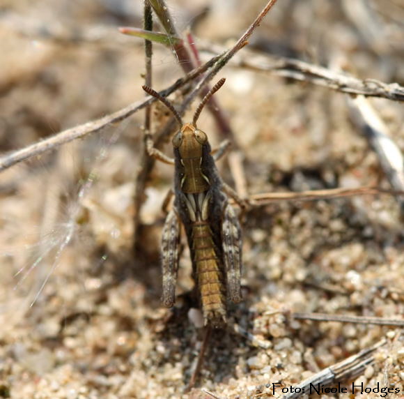Nachtigall Grashpfer Chorthippus biguttulus-Gruppe-Larve Mai09-Brachacker-vorMlldeponie-1-N