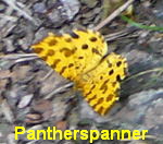 Pantherspanner kl.