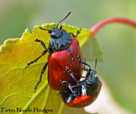 Pappelblattkfer-Melasoma populi t-Mai09-Brachacker-beiMlldeponie-2-N