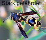 Pillenwespe Eumenes sp. kl.