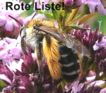 Raufige Hosenbiene Dasypoda hirtipes kl.