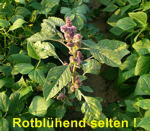 Rauhhaariger Fuchsschwanz rot kl.