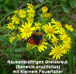 a_Raukenblattriges_Greiskraut_Senecio_erucifolius_Sept_2010_Viernheimer_Glockenbuckel_Blumen_097_250