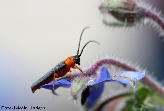 Rothalsiger Weidenbock Obera oculata-Garten-Juni 2010-2_N
