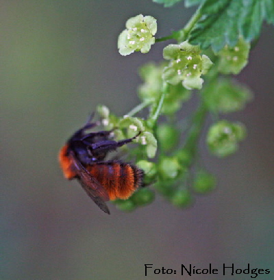 Rotpelzige Sandbiene (Andrena fulva) April09-Garten-2