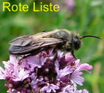 Sandbiene Andrena carbonaria kl. Sandbiene Andrena carbonaria kl.