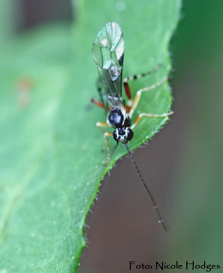 Schlupfwespe -Mai09-Feldweg-beiHttenfeld-2-N