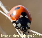 Siebenpunkt-Marienkfer 1 kl.