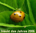 Siebenpunkt-Marienkfer kl.