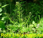 Spring-Schaumkraut (Cardamine impatiens) kl.