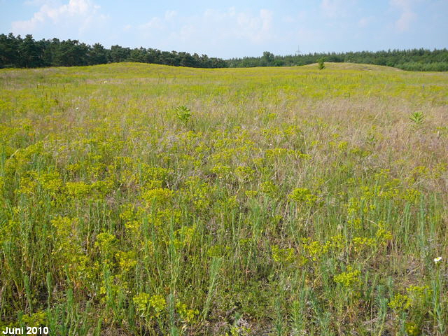 a_Steppen-Wolfsmilch_Juni_2010_Viernheimer_Heide_NSG_Glockenbuckel_131